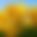LSTV