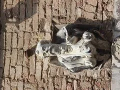 SimonThaur LiveCam