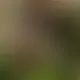 Livecam-show – inkednadja